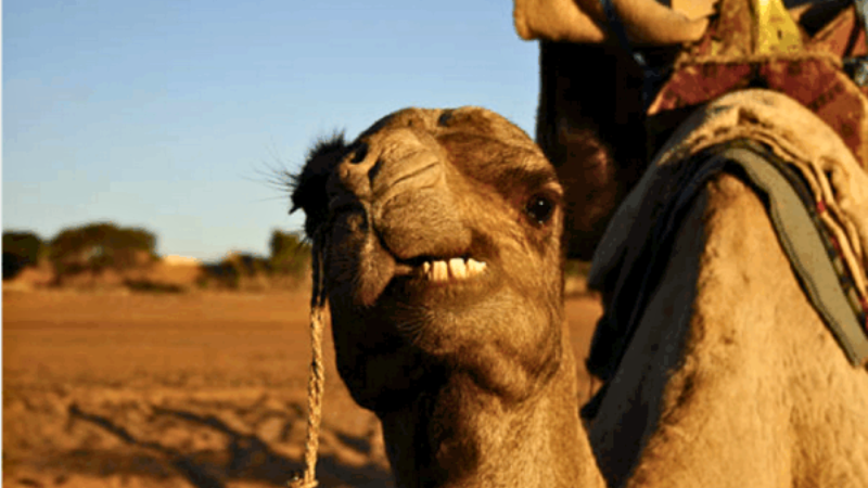 Raid Mauritanie en 4X4